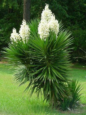 Yucas comestíveis