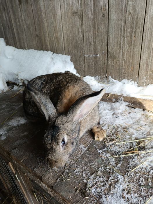 Кріль,  2 шт кролиці та 3шь 2міс.кроленят