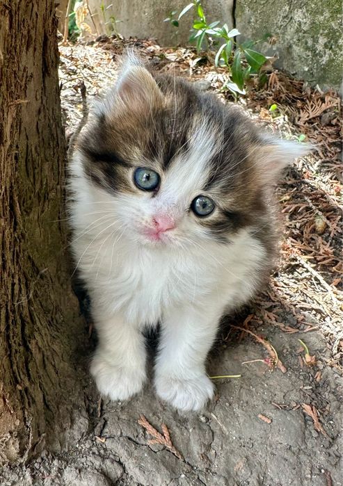 Відам кошення безкоштовно