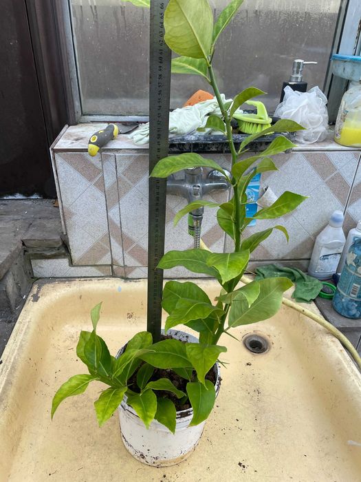 саджанець лимону маер з квітами