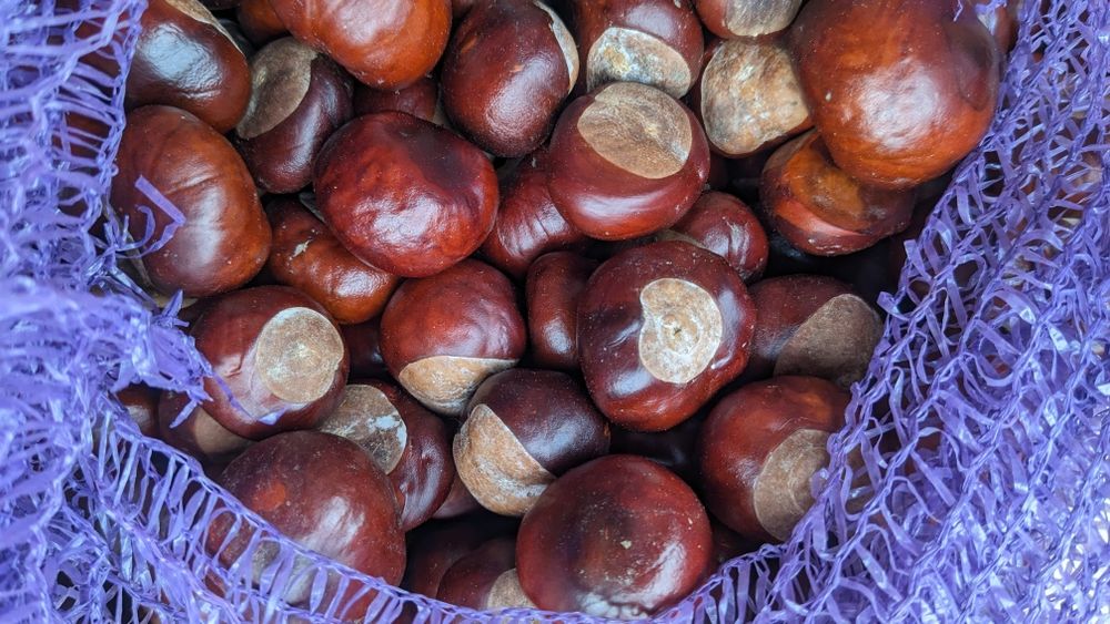 Каштани врожай 2025