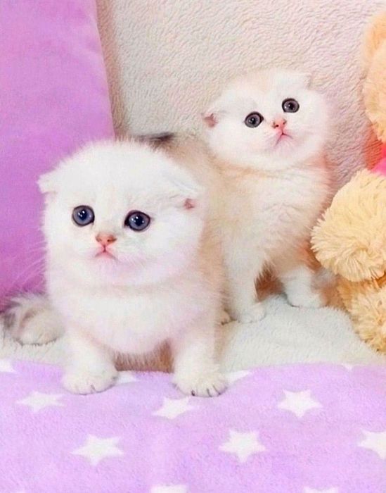 Золотые и серебристые шиншиллы Очаровательные малыши