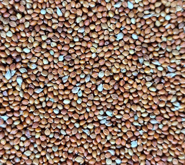 Чумиза, корм, колоски чумизи