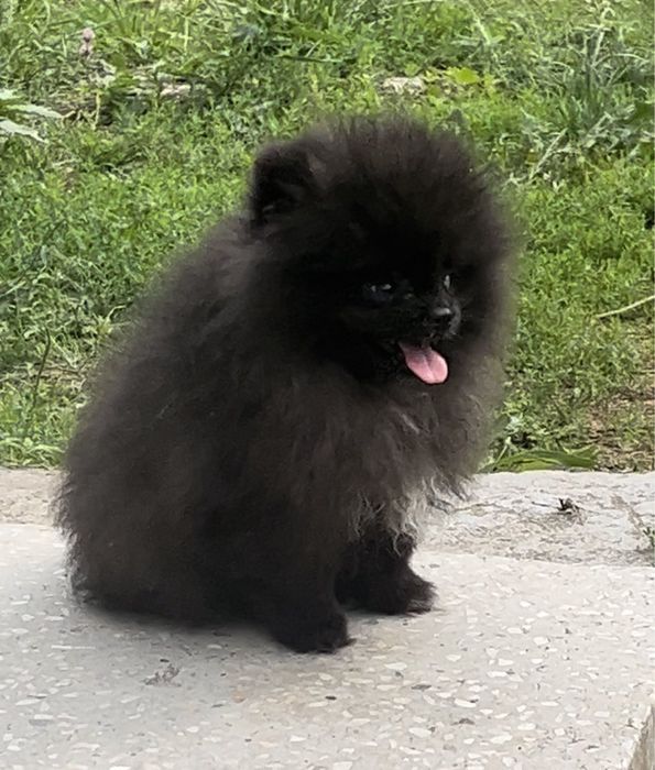 Лагідний хлопчик померанець