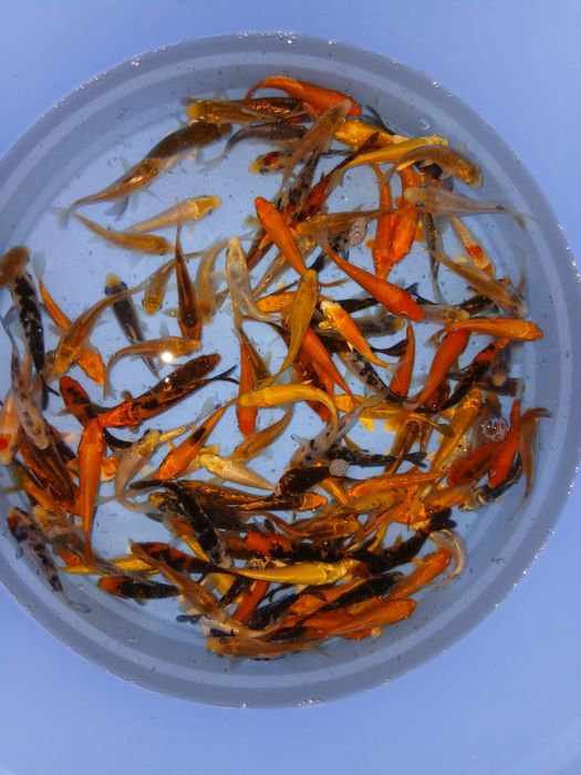 Carpas koi 7/9cm