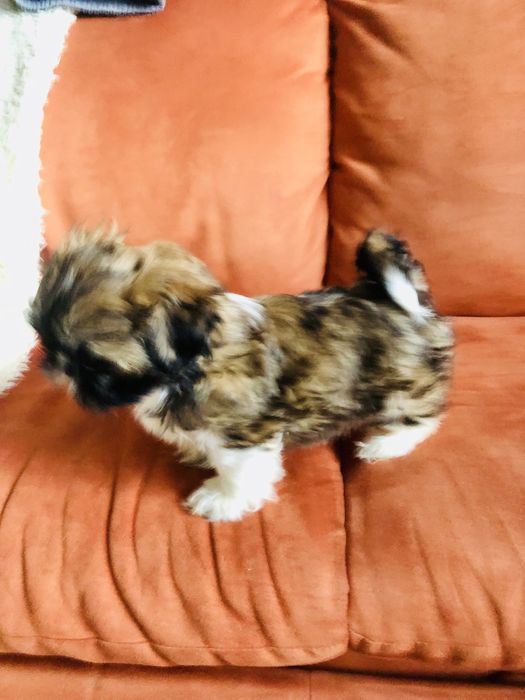 Shih tzu szczeniaczek