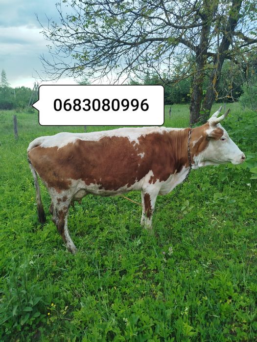 Продам корову красулька