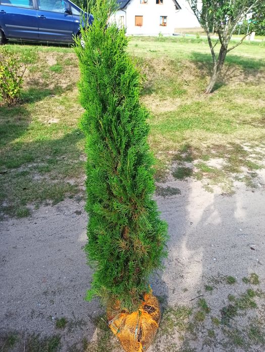 Tuja Thuja SZMARAGD z gruntu! 80-100 cm Gęsta! Polski produkt