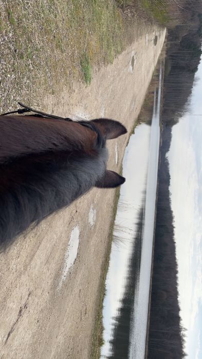 Jazdy i tereny na koniach
