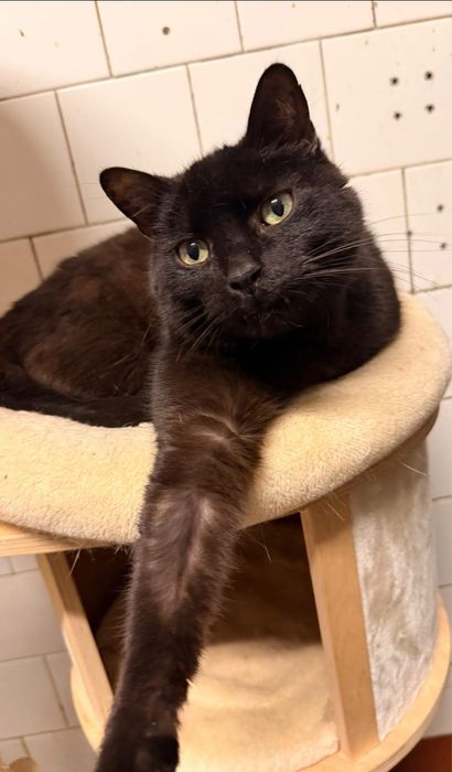 Odsam kota do adopcji