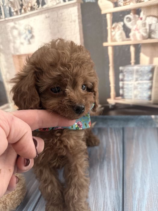 Малесенький диво хлопчик