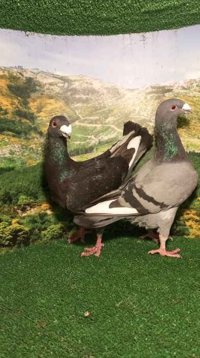 Pombos beleza alemã