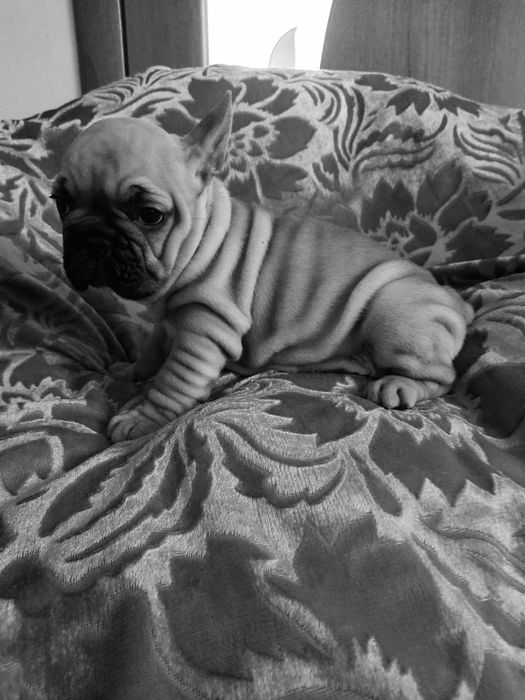 Щенки францкзского бульдога из питомника Одесса