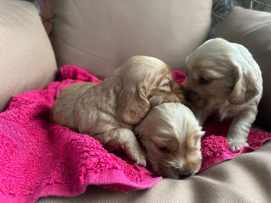 Раннє бронювання трьох прекрасних дівчаток