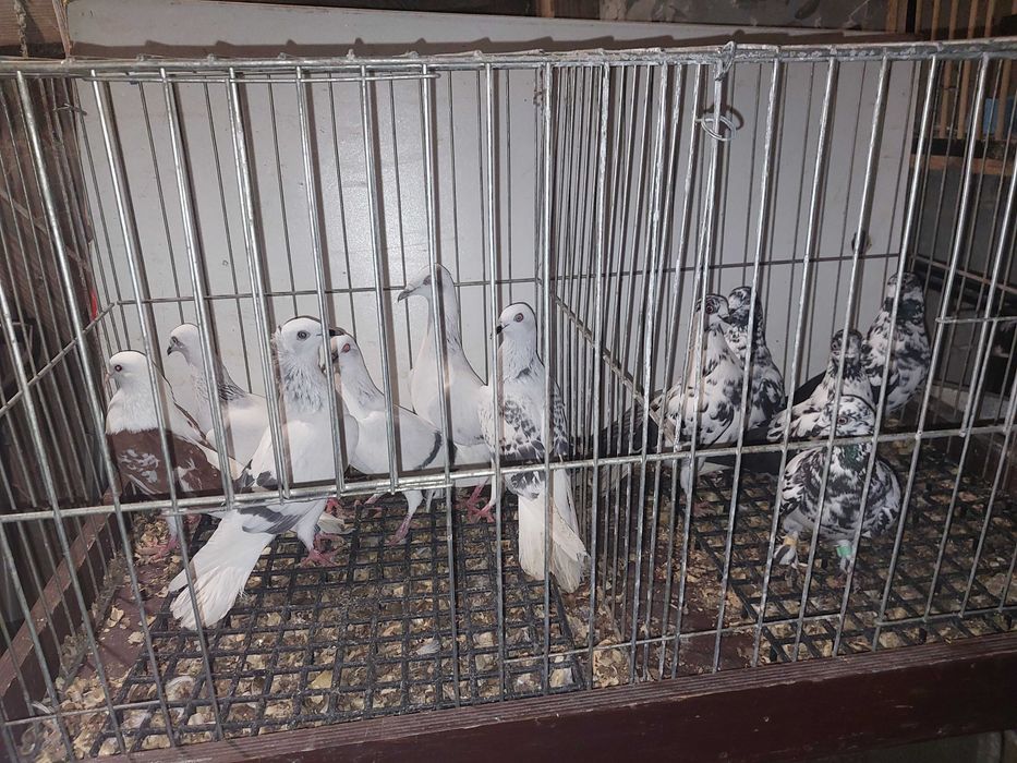 Sprzedam gołębie