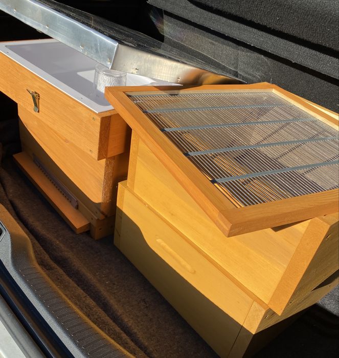 Ul wielkopolski na ramkę 18