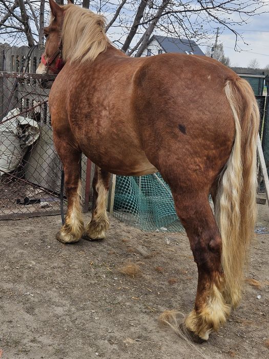 Klacz w typie sztumskim