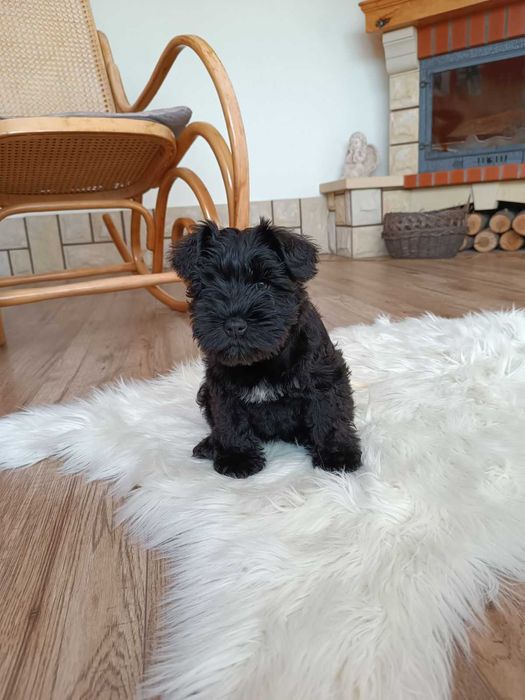 Sznaucer Miniaturowy