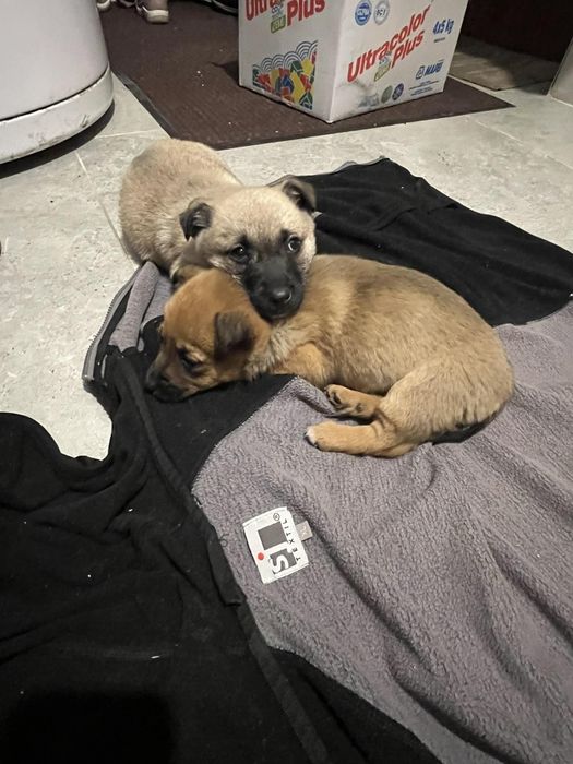 Oddam pieski w dobre ręce