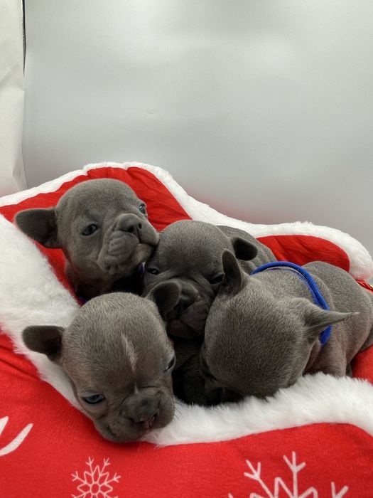 Sunia  Buldog Francuski