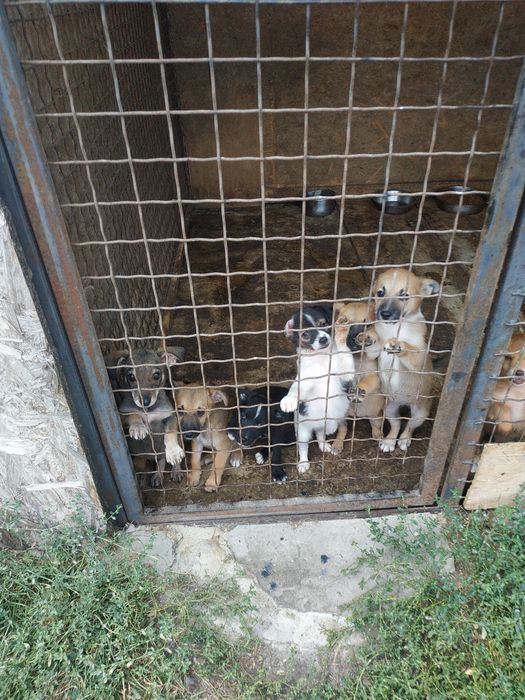 Щенки, мальчики и девочки