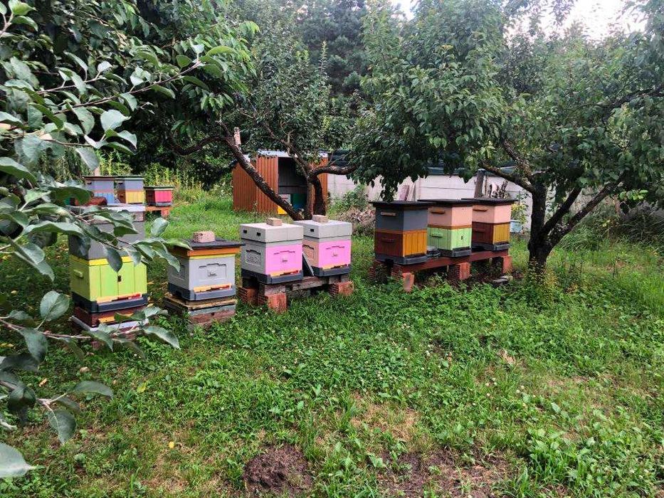 rodziny pszczele, ule