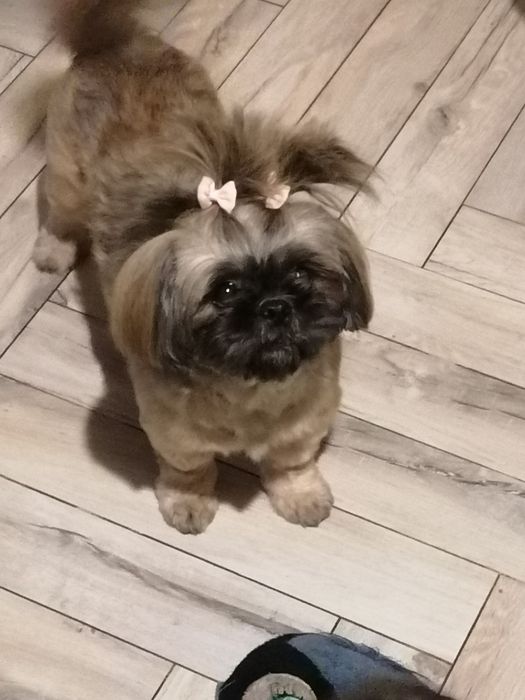 Shih tzu dziewczynka rodowód