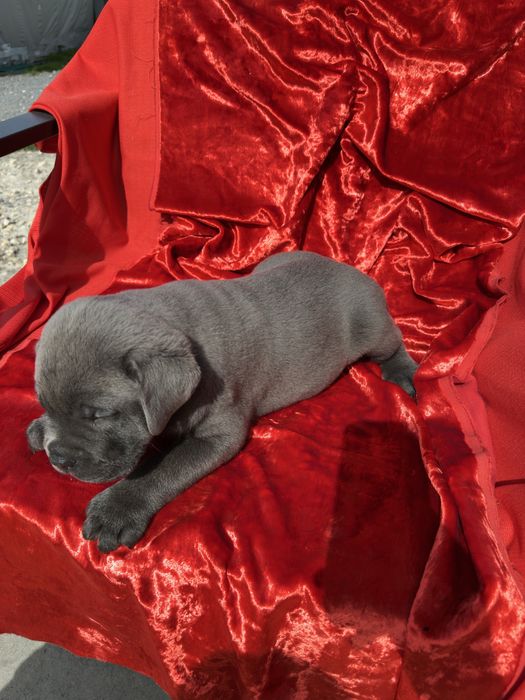 Голубий Кане-Корсо 2 міс хлопчик Рамзан