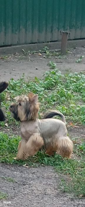 Жорік Жорік йорік