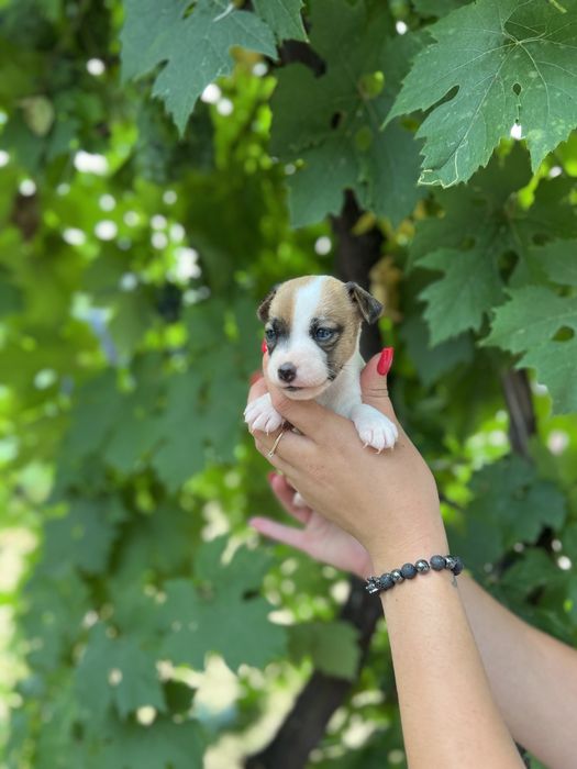 Дівчатка та хлопчатка терьера