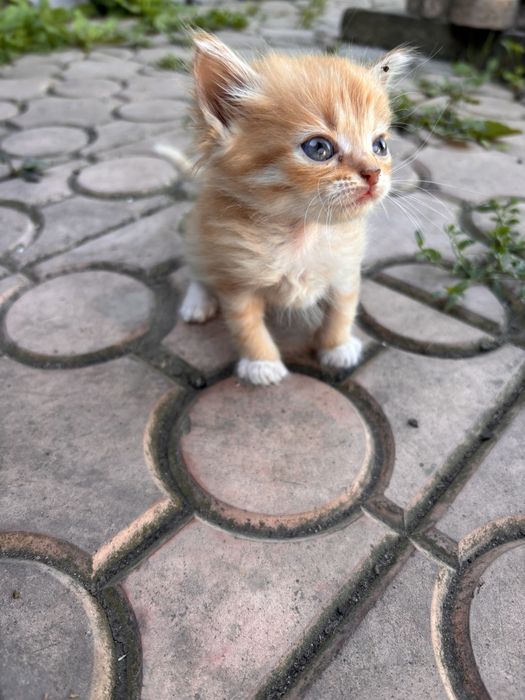 Віддам котиків в добрі руки