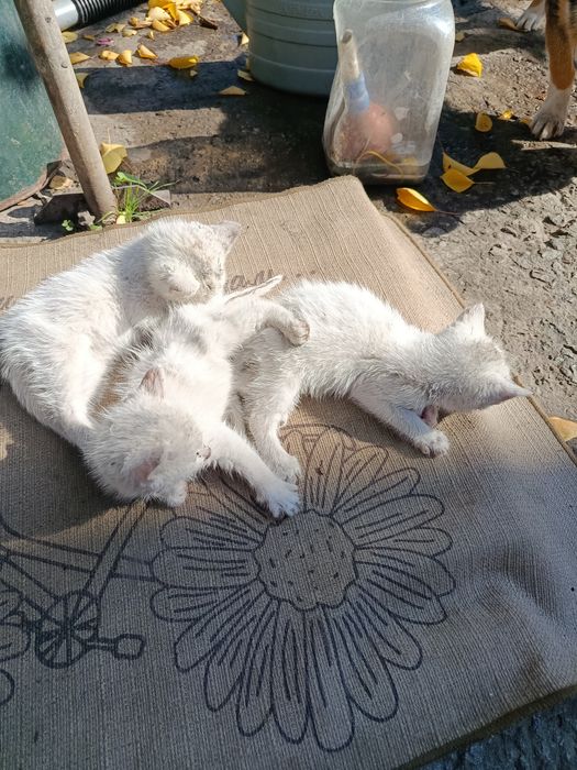 Трое кошенят всі дівчинки