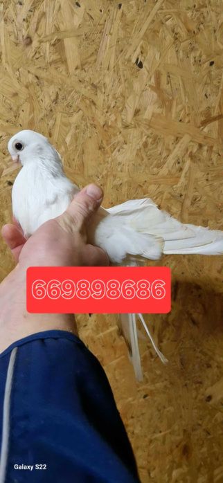 Gołębie zamojskie Samiec zamojski krótkodzioby