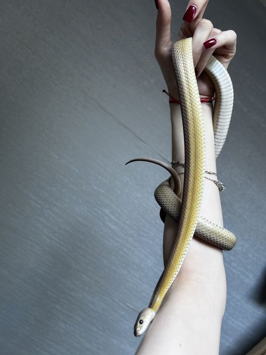 Waz zbożowy vanish anery stripe + wyposazenie