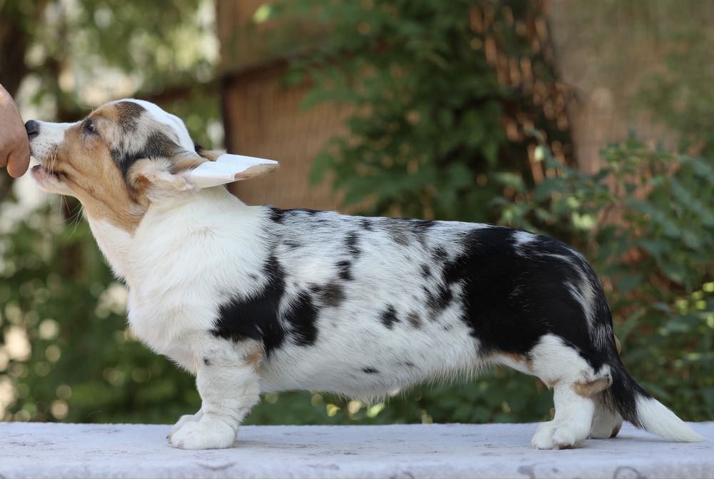 Дівчинка коргі кардиган