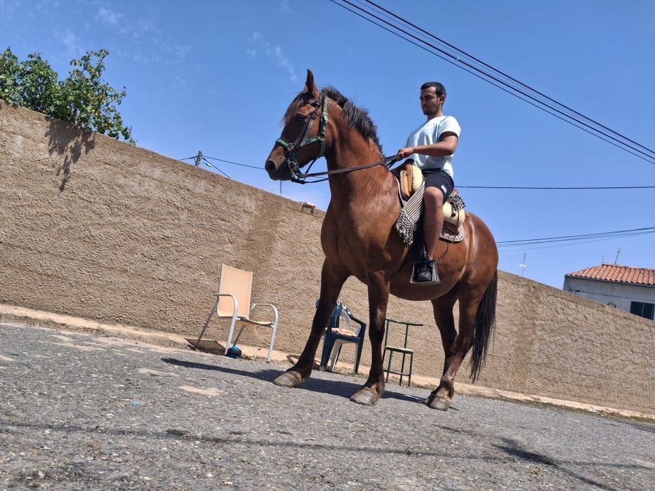 Cavalo cruzado a breton