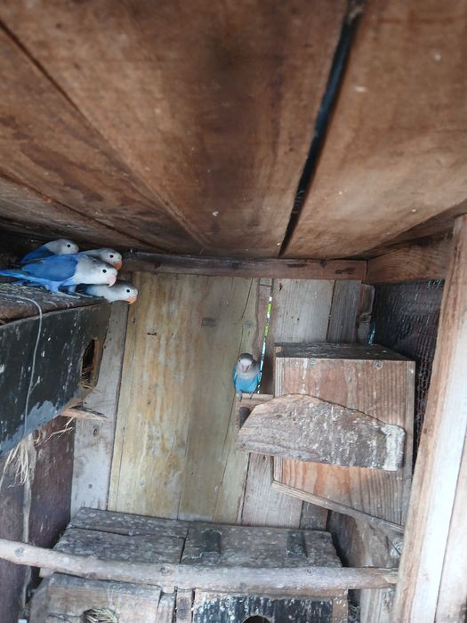 Fishers azuis de 2025