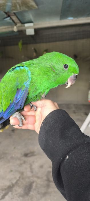 Papagaios écletus para acabar de criar a mão