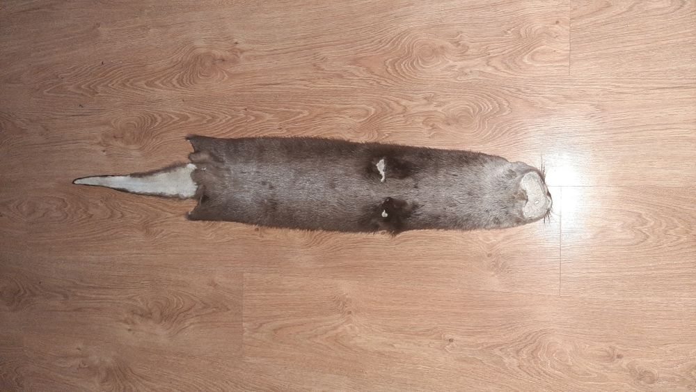 Продам шкурку видри