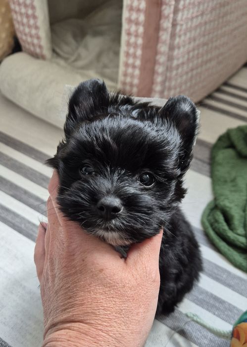 yorkshire terrier