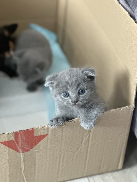 Продам кошенята, 2500