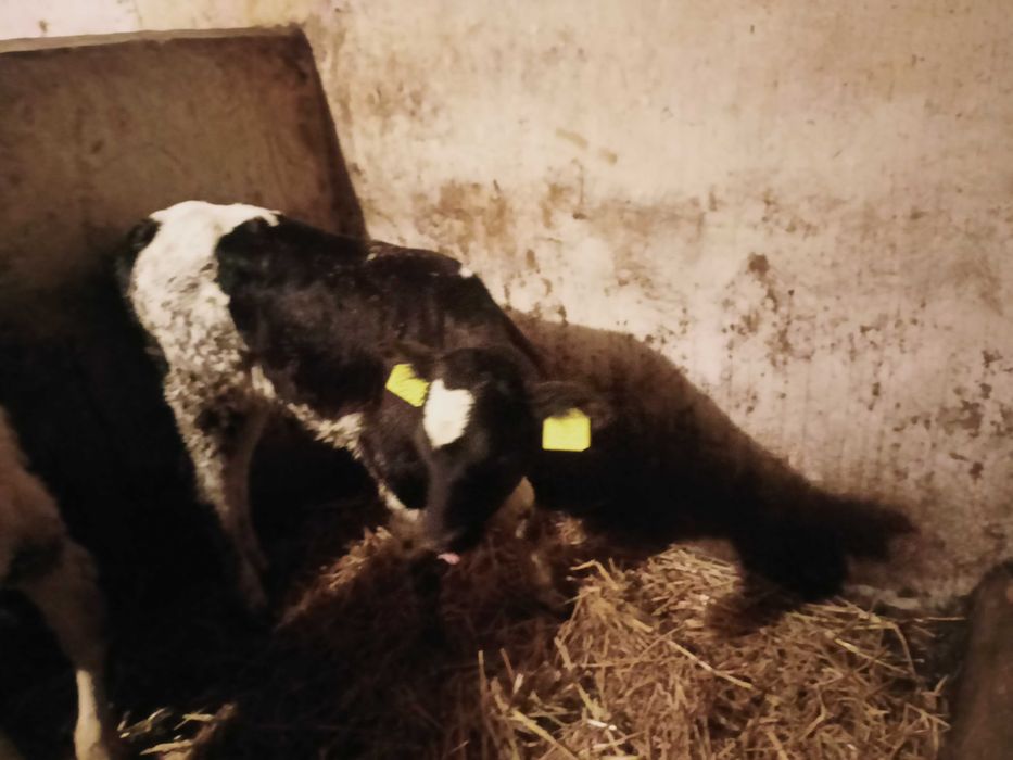 Sprzedam dwie jałóweczki