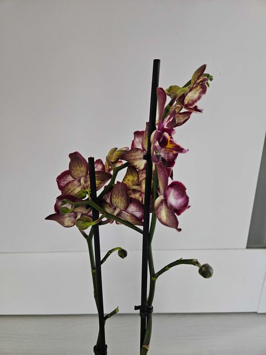 Орхидея Клубничный пирог (Phalaenopsis Strawberry Cake) .