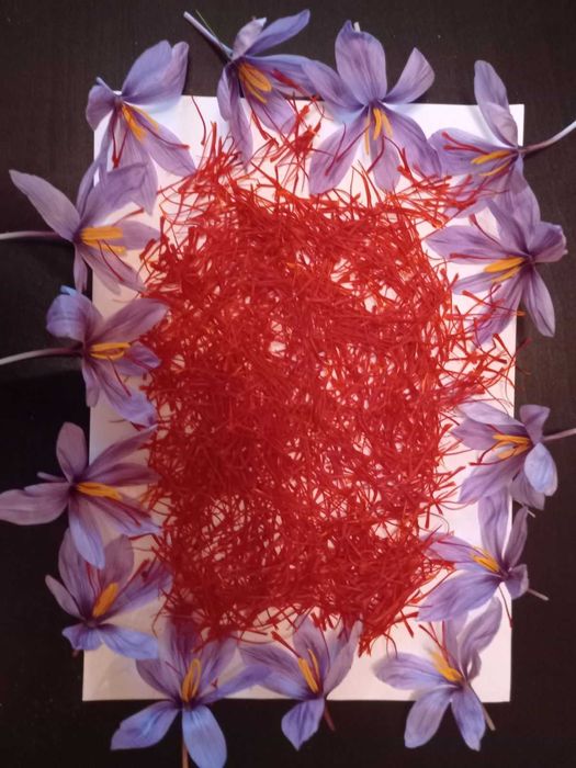 Шафран. Крокус Sativus. Урожай 2023