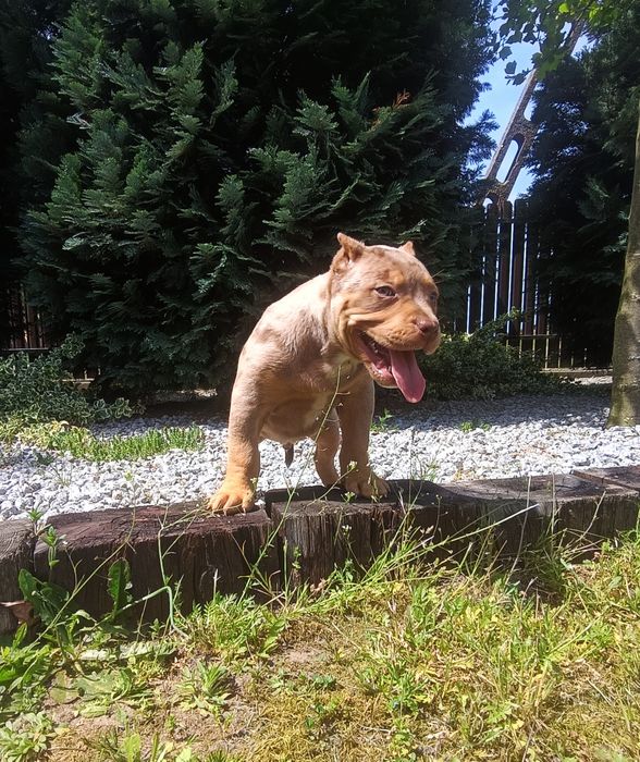 Piękny amstaff merle unikat kolor