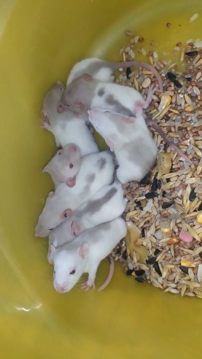 Сиамские мальчики и черная девочка