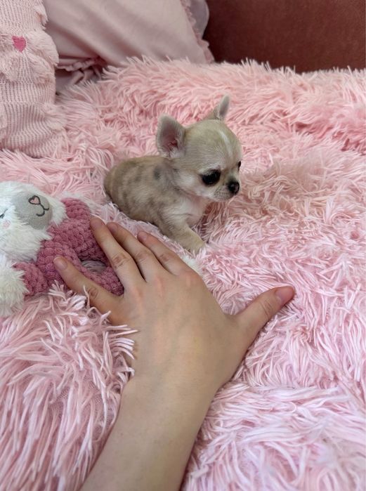 Malutki piesek chihuahua krótkowłosy