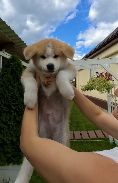 Клубні малюки Акіта іну Шоу -класс