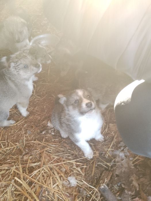 Лайка, щенки, цуцики!!!