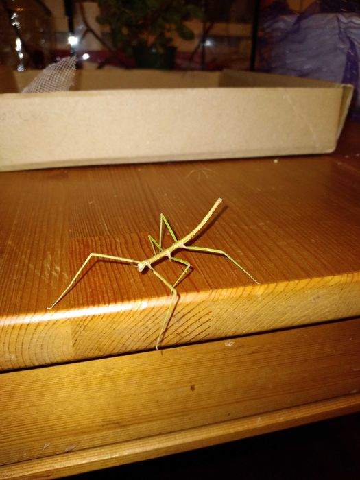 Patyczaki za darmo, nowe malutkie okazy